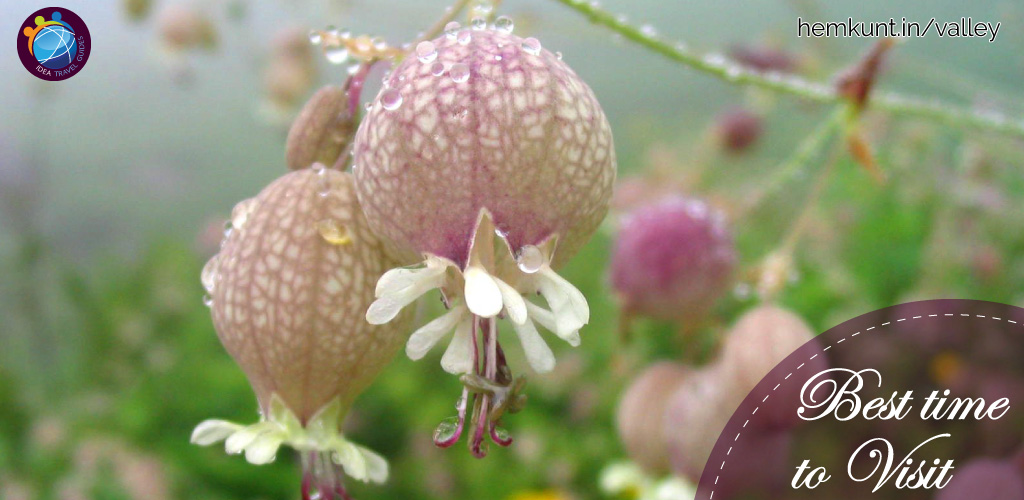 Best Time to visit Valley Of Flowers National Park