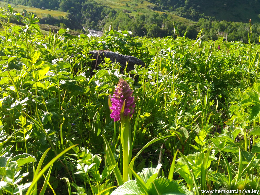 Valley of Flowers National Park Trekking & Tourism Guide 2024-2025