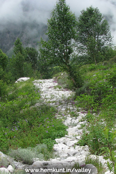 Valley of Flowers