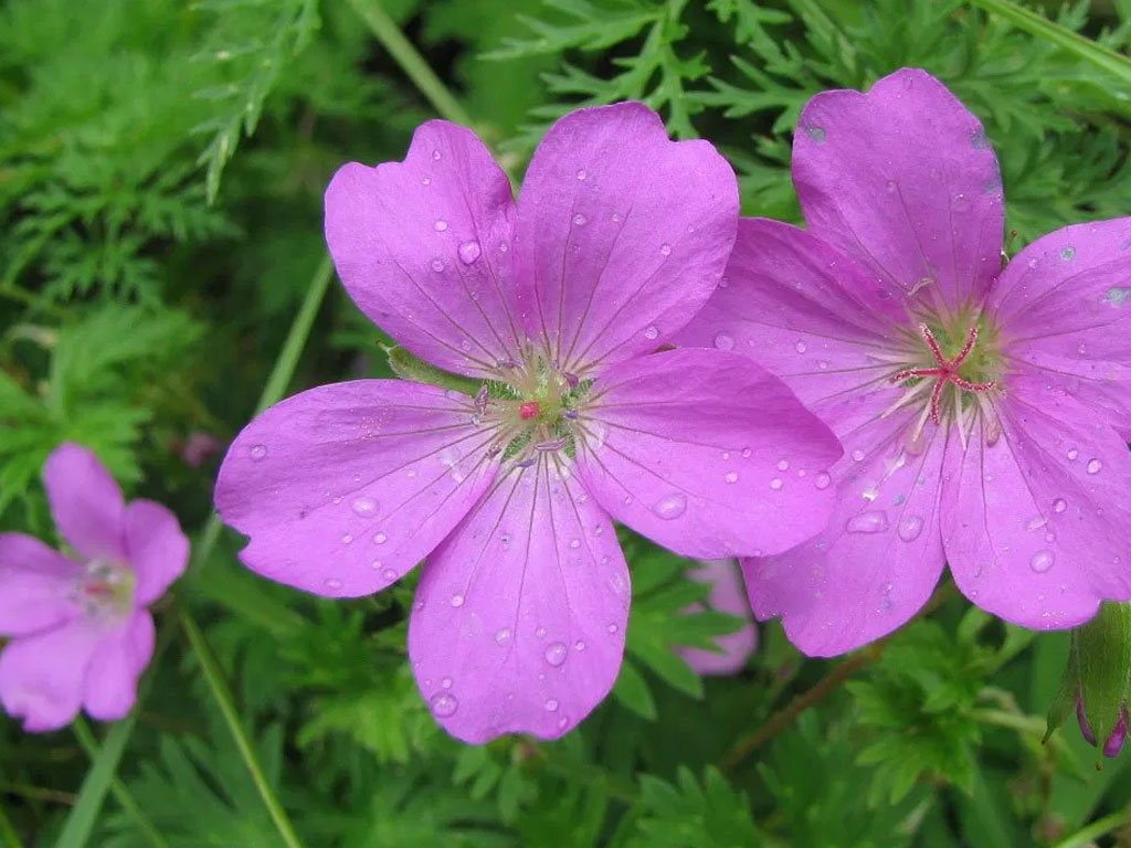 Reaching Valley of Flowers National Park