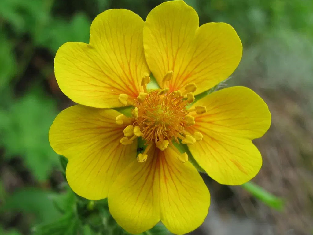 Reaching Valley of Flowers National Park