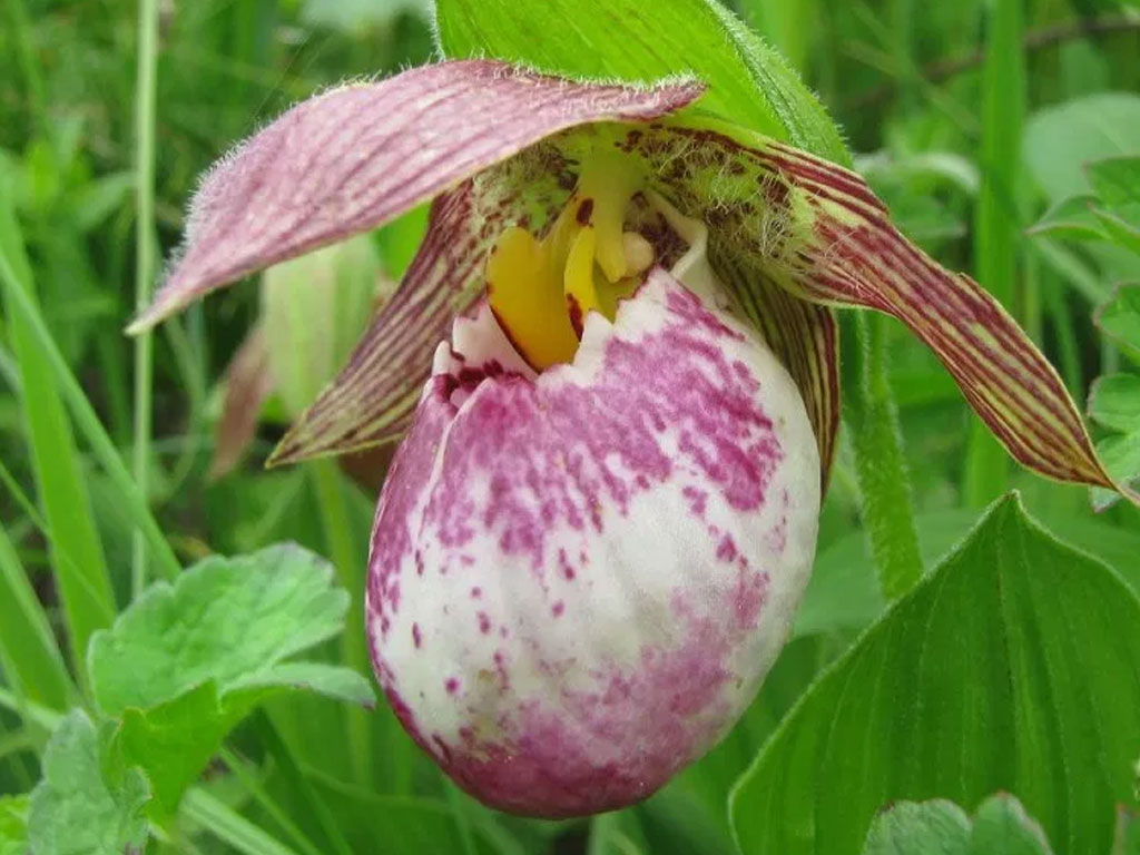 Reaching Valley of Flowers National Park