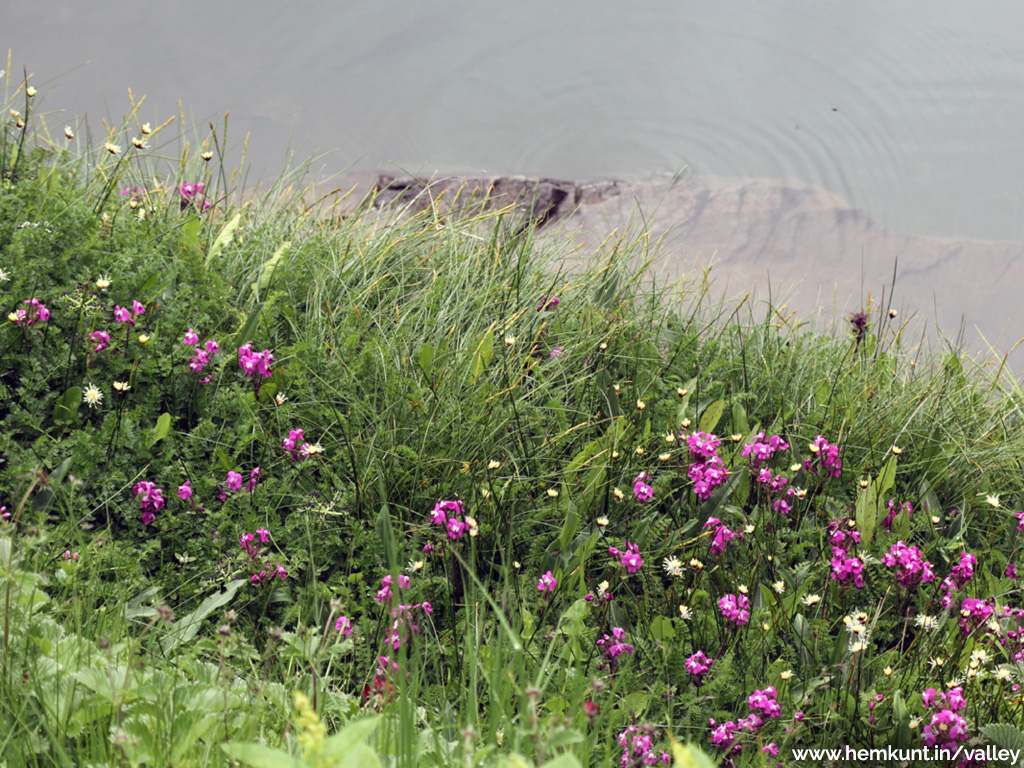 Valley of Flowers tips and weather updates